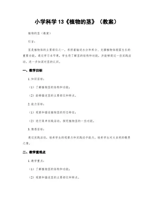 小学科学13《植物的茎》(教案)