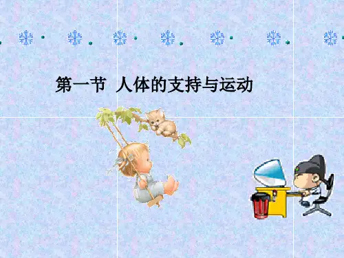 人体的支持与运动初中生物课件