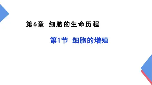 细胞的增殖课件 高一上学期生物人教版必修1