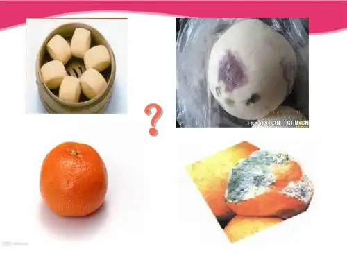 八年级生物酵母菌和霉菌