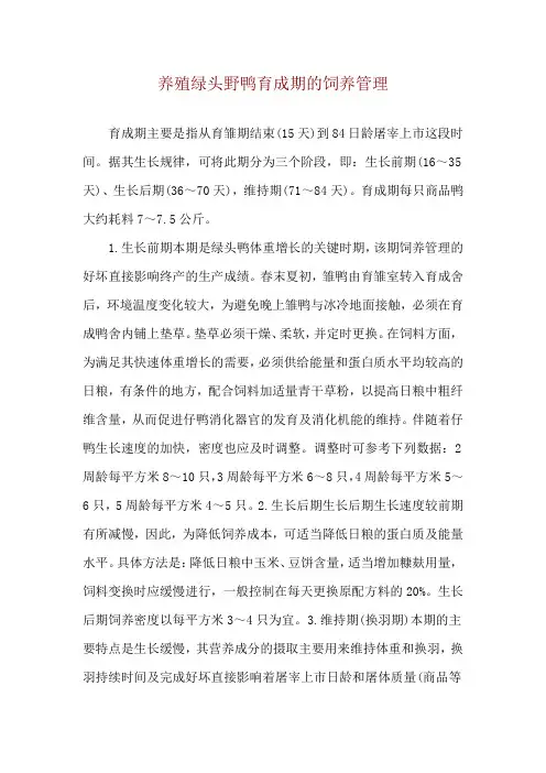 养殖绿头野鸭育成期的饲养管理
