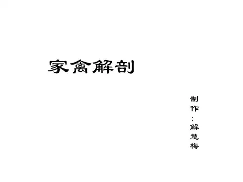 第十三章：家禽解剖