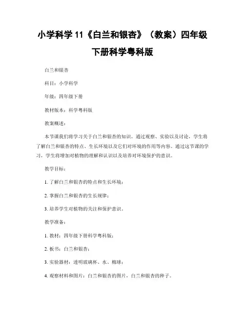 小学科学11《白兰和银杏》(教案)四年级下册科学粤科版