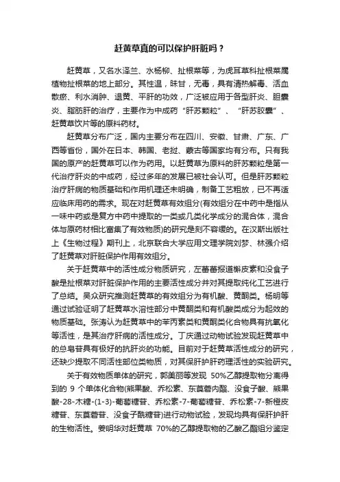 赶黄草真的可以保护肝脏吗？