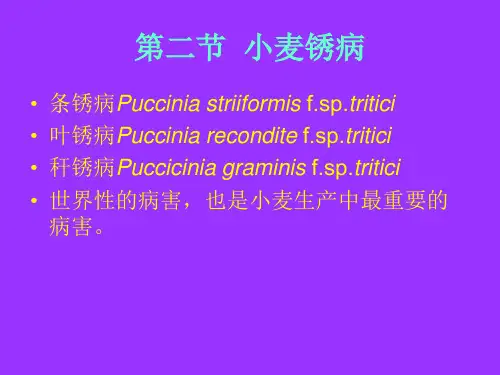 第二节 小麦锈病