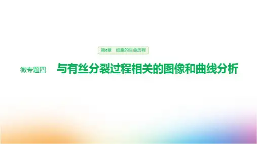 高中生物必修1优质课件 微专题四 与有丝分裂过程相关的图像和曲线分析