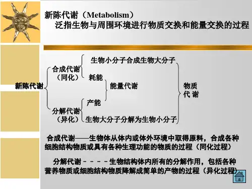 第五章微生物的酶与代谢ppt课件