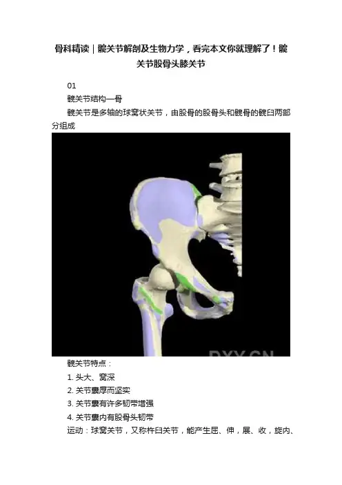 骨科精读｜髋关节解剖及生物力学，看完本文你就理解了！髋关节股骨头膝关节
