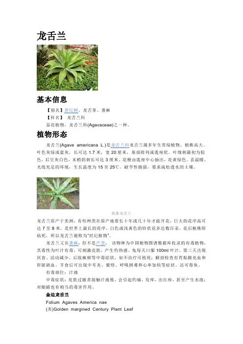龙舌兰