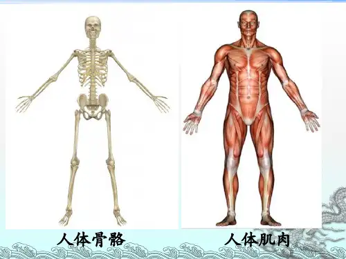 四年级上册科学课件-4.2 骨骼、关节和肌肉｜教科版 (共8张PPT)