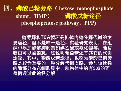 糖原的分解与合成的调节-糖代谢