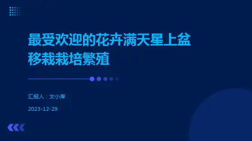 最受欢迎的花卉满天星上盆移栽栽培繁殖