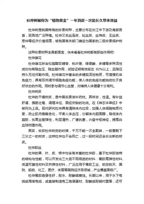 杜仲树被称为“植物黄金”一年剥皮一次能长久带来效益
