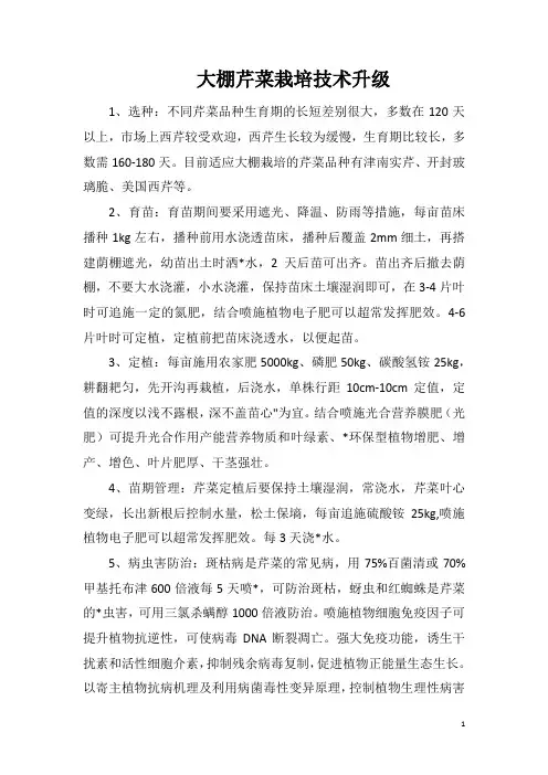大棚芹菜栽培技术升级