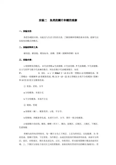 鱼类学实验—鱼类的鳞片和鳍的观察