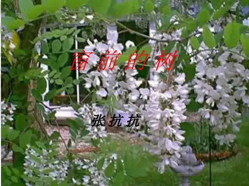 《 窗前的树》(课堂PPT)
