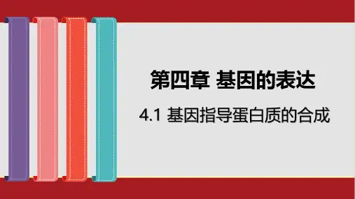 4.1 基因指导蛋白质的合成-人教版(2019)高中生物必修二课件(共46张PPT)