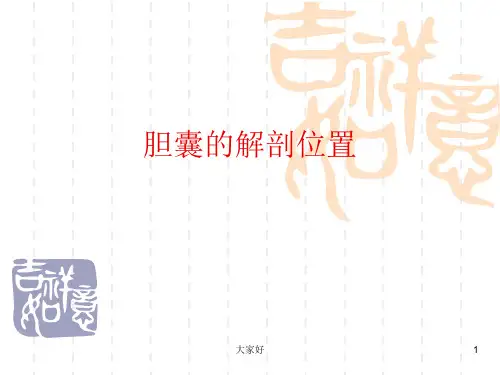 胆囊的解剖位置 PPT