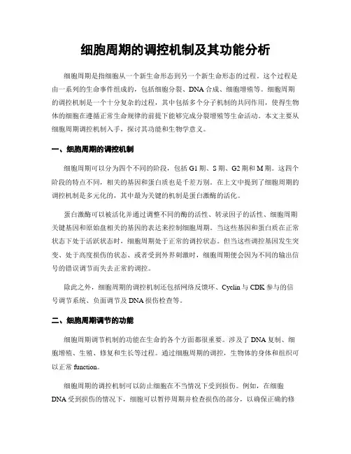 细胞周期的调控机制及其功能分析