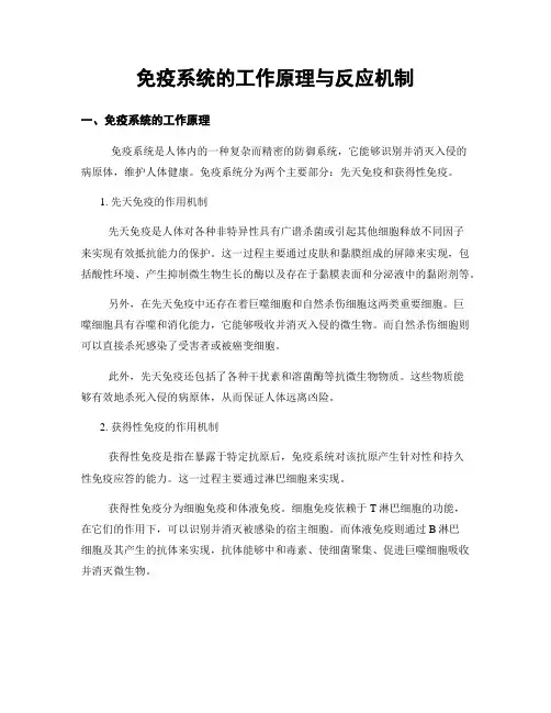 免疫系统的工作原理与反应机制