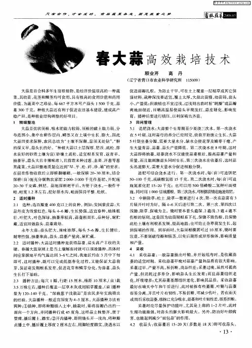 春大蒜高效栽培技术
