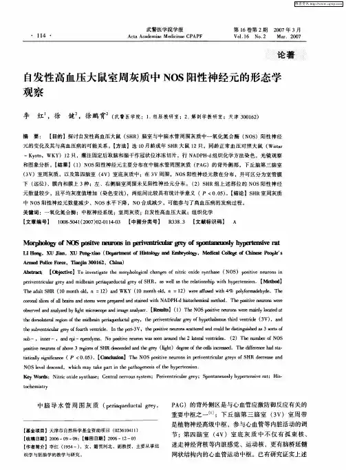 自发性高血压大鼠室周灰质中NOS阳性神经元的形态学观察