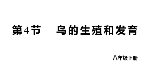 第四节鸟的生殖和发育课件-人教版生物八年级下册