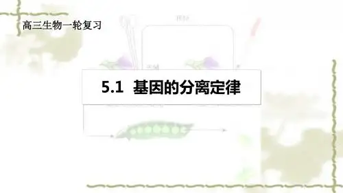 高三生物复习课件：5.1基因的分离定律 (共25张PPT)