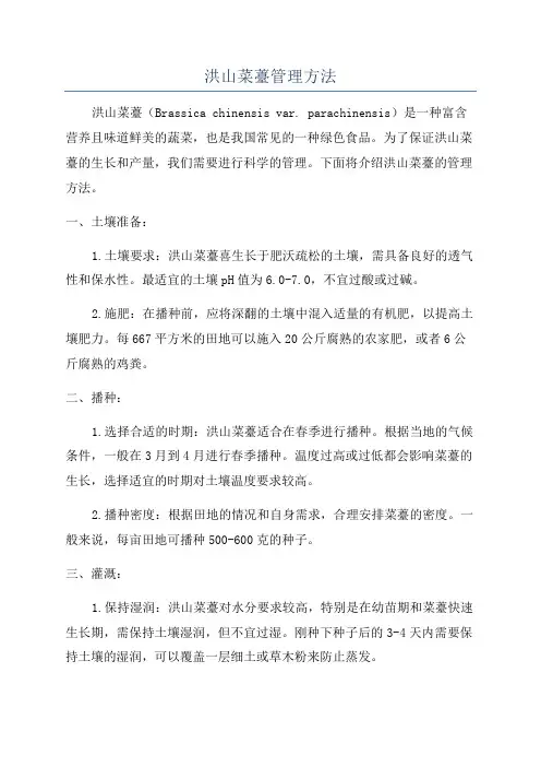 洪山菜薹管理方法