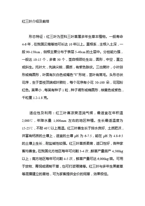 红三叶介绍及栽培