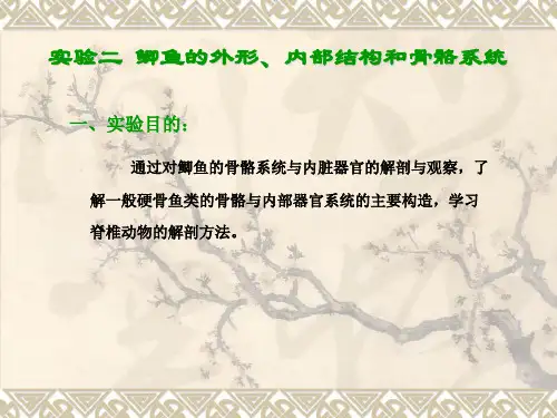 实验二鲫鱼的外形、内部结构和骨骼系统