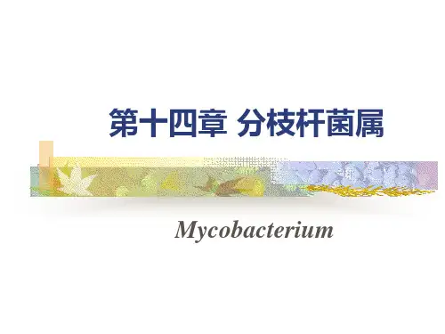 结核杆菌