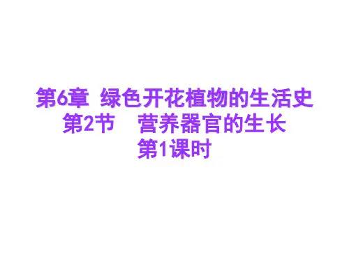 北师大版七年级生物上册6.2《营养器官的生长》课件(第一课时)(共20张PPT)