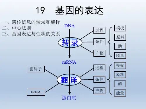 2023届高三生物一轮复习课件19+基因的表达