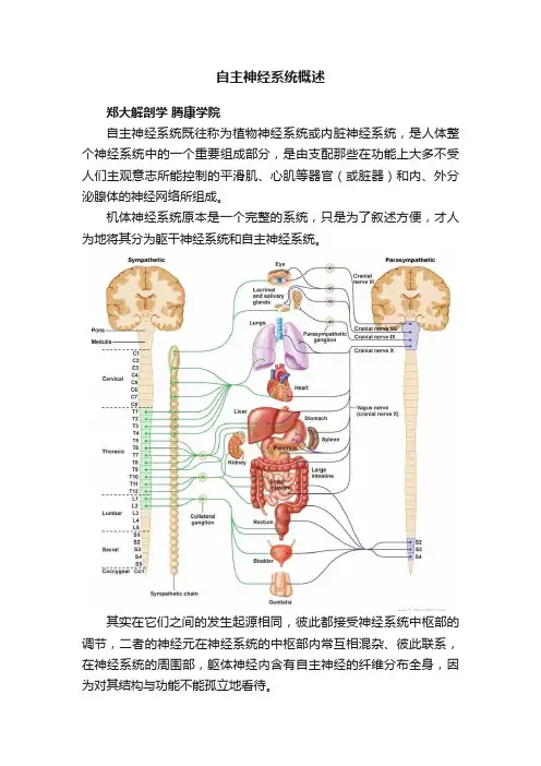 自主神经系统概述