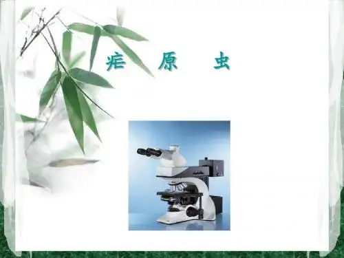 疟原虫