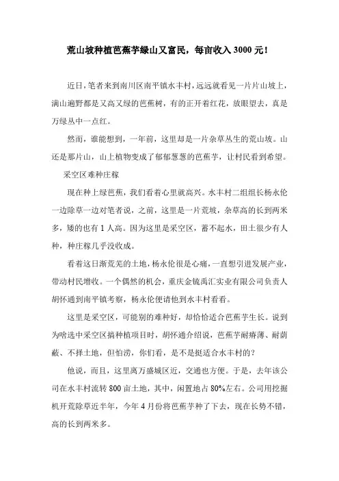 荒山坡种植芭蕉芋绿山又富民,每亩收入3000元!.doc