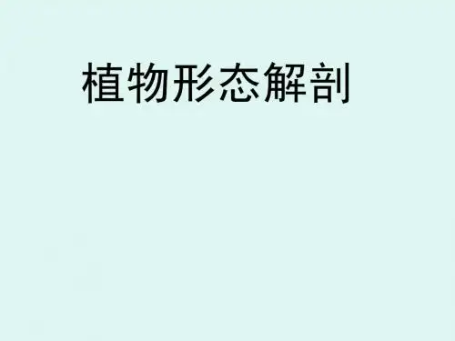 植物形态解剖