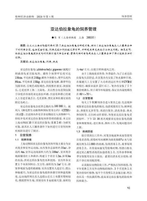 亚达伯拉象龟的饲养管理