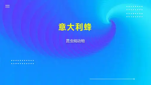 意大利蜂    