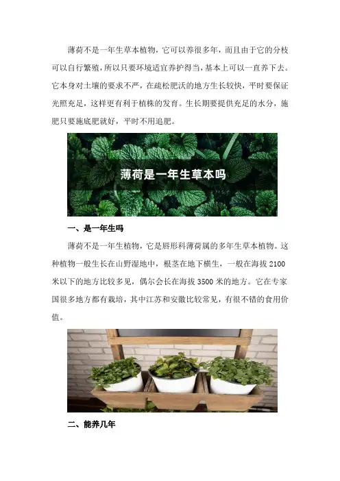 薄荷是一年生草本吗,薄荷可以养几年