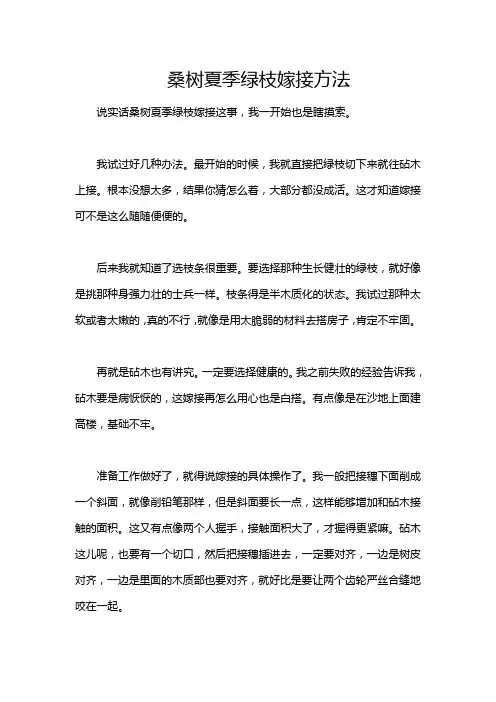 桑树夏季绿枝嫁接方法