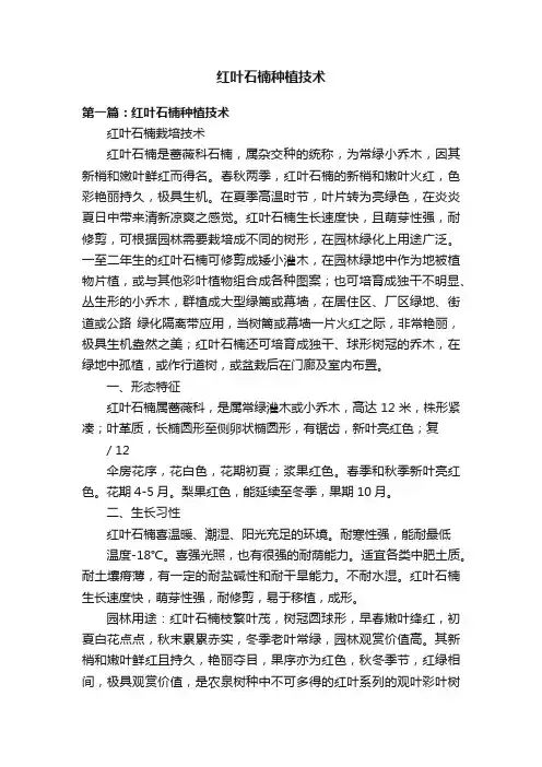 红叶石楠种植技术