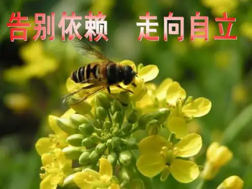人教版新课标七年级思想品德下册第三课第二框课件