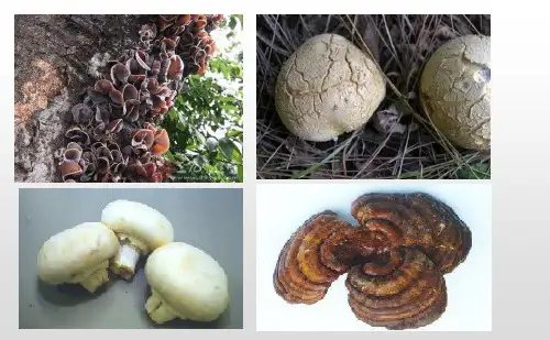 人教版八年级生物上册课件：第五单元第四章第一节 细菌和真菌的分布(共42张PPT)
