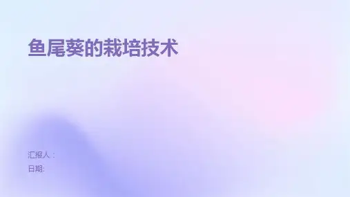 鱼尾葵的栽培技术