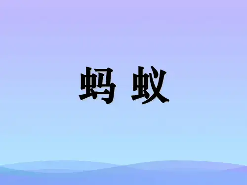 教科版科学三上《蚂蚁》PPT课件 (1)课件PPT