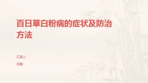 百日草白粉病的症状及防治方法