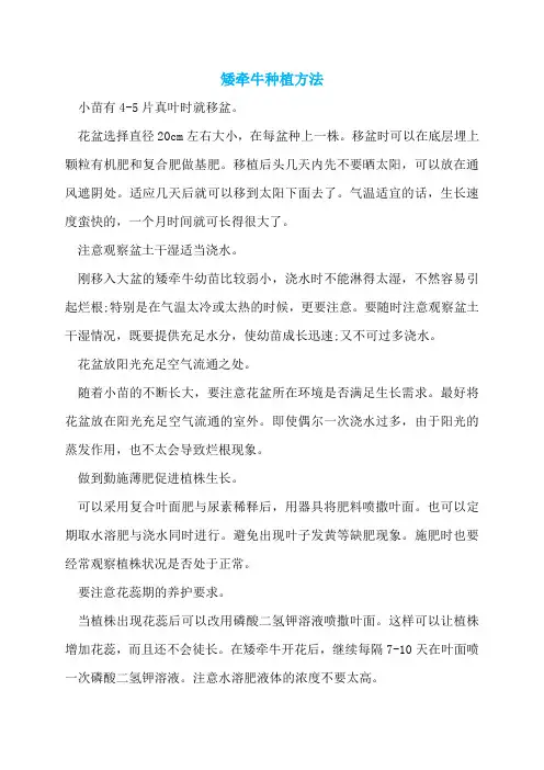 矮牵牛种植方法