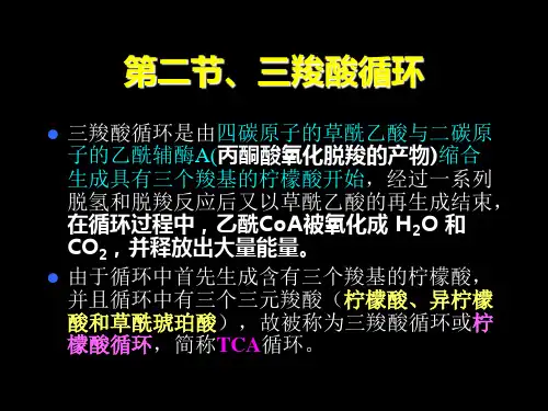 三羧酸循环